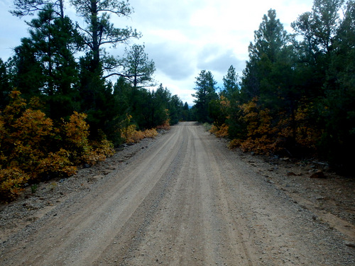 GDMBR: We were high enough in elevation that we were seeing Fall Foliage.